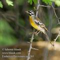 Emberiza_flaviventris_ed8383