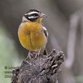 Emberiza_flaviventris_pa2095639