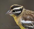 Emberiza_flaviventris_pa2095641