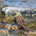 Emberiza_hortulana_ae7858