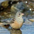 Emberiza_hortulana_ae7865