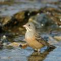 Emberiza_hortulana_ae7871