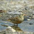 Emberiza_hortulana_dd0398