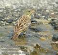 Emberiza_hortulana_dd0494