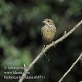 Emberiza_hortulana_eb3711