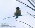 Emberiza_melanocephala_1132