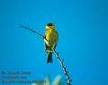 Emberiza_melanocephala_2891