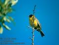 Emberiza_melanocephala_2892