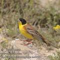 Emberiza_melanocephala_ae3455