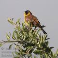 Emberiza_melanocephala_ae3641