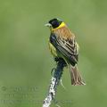 Emberiza_melanocephala_ae3656