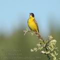 Emberiza_melanocephala_ae3884