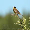 Emberiza_melanocephala_ae3886