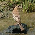 Emberiza_melanocephala_ae7579