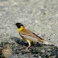 Emberiza_melanocephala_ae7892