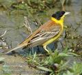 Emberiza_melanocephala_dc8537