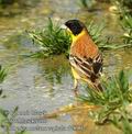 Emberiza_melanocephala_dc8902