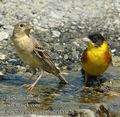 Emberiza_melanocephala_dd0426