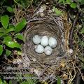 Emberiza_melanocephala_ed3128