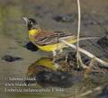 Emberiza_melanocephala_f3644