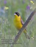 Emberiza_melanocephala_r9734