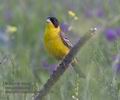 Emberiza_melanocephala_r9738