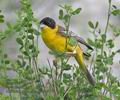 Emberiza_melanocephala_r9742