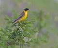 Emberiza_melanocephala_r9760