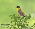 Emberiza_melanocephala_r9969