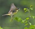 Emberiza_melanocephala_ra0159