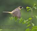 Emberiza_melanocephala_ra0160