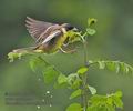 Emberiza_melanocephala_ra0164