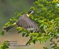 Emberiza_melanocephala_ra0319