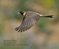 Emberiza_melanocephala_ra0463