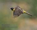 Emberiza_melanocephala_ra0466