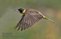 Emberiza_melanocephala_ra0468