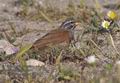 Emberiza_sahari_pj2419