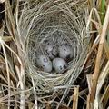 Emberiza_schoeniclus_ak2553