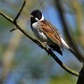 Emberiza_schoeniclus_bc3718