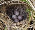 Emberiza_schoeniclus_bf7167