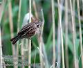 Emberiza_schoeniclus_d107