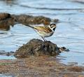 Emberiza_schoeniclus_da0317