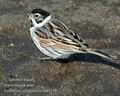 Emberiza_schoeniclus_da0339