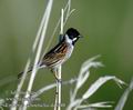 Emberiza_schoeniclus_da5448