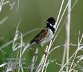 Emberiza_schoeniclus_da5452