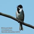 Emberiza_schoeniclus_da5900