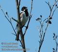 Emberiza_schoeniclus_da5917