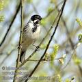 Emberiza_schoeniclus_fb6447