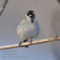 Emberiza_schoeniclus_ff4424