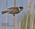 Emberiza_schoeniclus_pf3118